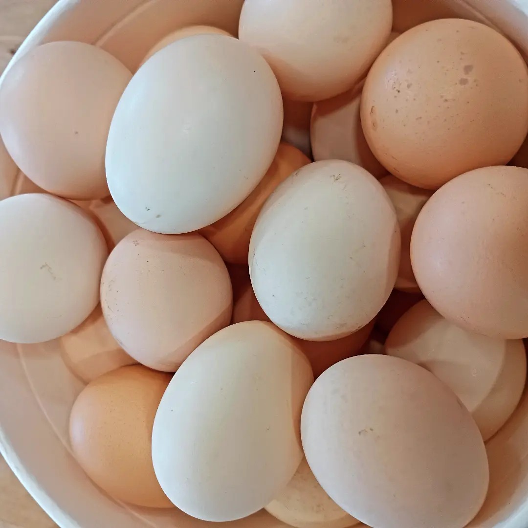 Eggs