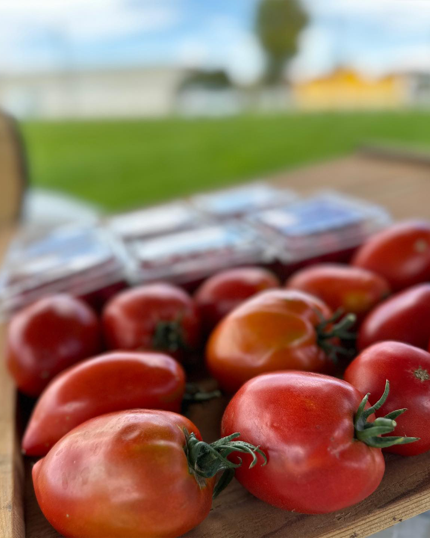 Close up of tomatoes